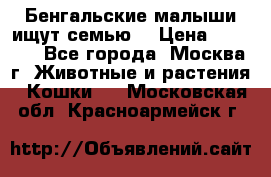Бенгальские малыши ищут семью) › Цена ­ 5 500 - Все города, Москва г. Животные и растения » Кошки   . Московская обл.,Красноармейск г.